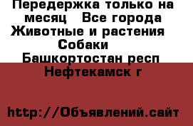 Передержка только на месяц - Все города Животные и растения » Собаки   . Башкортостан респ.,Нефтекамск г.